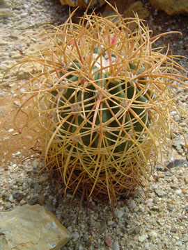 Ferocactus johnstonianus