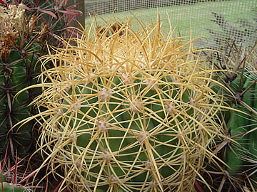 Ferocactus johnstonianus