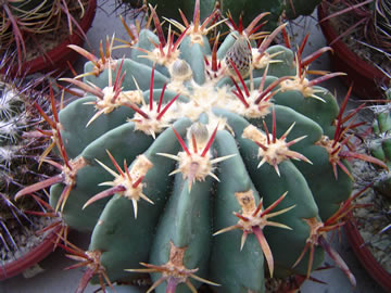 Ferocactus latispinus