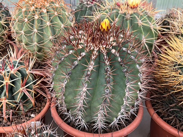 Ferocactus lindsayi