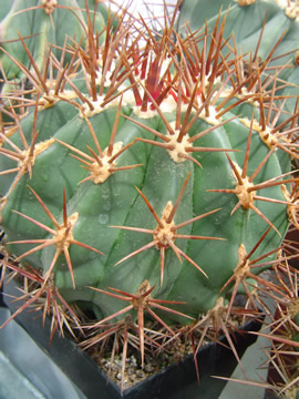 Ferocactus lindsayi