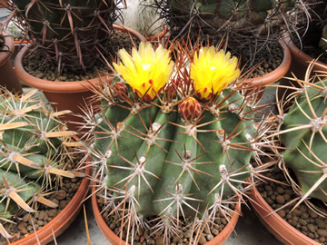 Ferocactus lindsayi PP