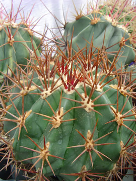 Ferocactus lindsayi PP 1157