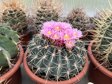 Ferocactus macrodiscus, foto MR