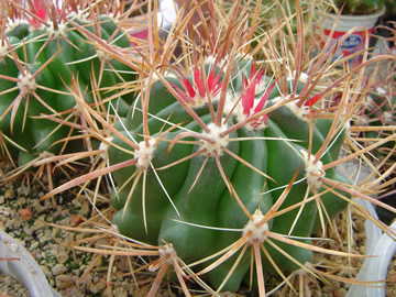 Ferocactus orcutii