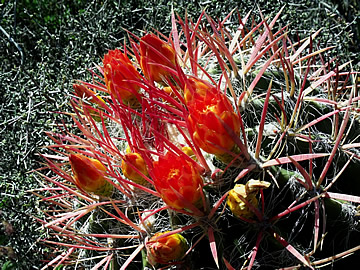 Ferocactus pilosus Palomas, foto ing Pavel Tma