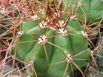 Ferocactus pottsii