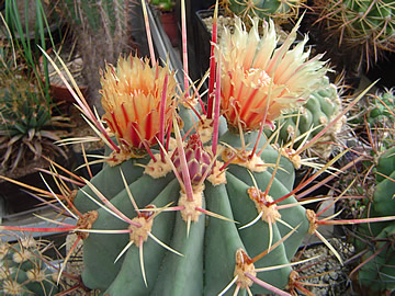 Ferocactus rectispinus