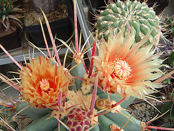 Ferocactus rectispinus krása kvt