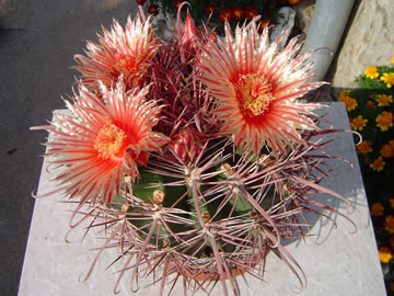 Ferocactus recurvus v kvtu