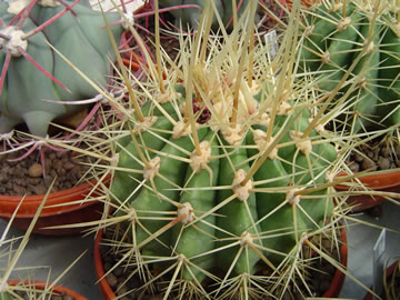 Ferocactus reppenhagenii