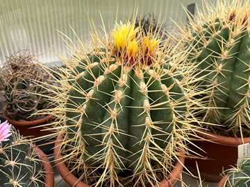 Ferocactus reppenhagenii, foto MR