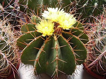 Ferocactus schwarzii