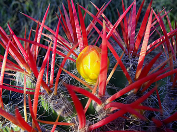 Ferocactus steinesii, Huizache SLP foto ing Pavel Tma