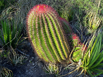 Ferocactus steinesii, Huizache SLP foto ing Pavel Tma