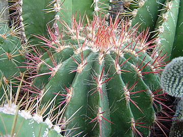 Ferocactus steinesii v pilosus