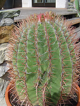 Ferocactus steinesii v pilosus