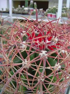 Ferocactus tortulispinus