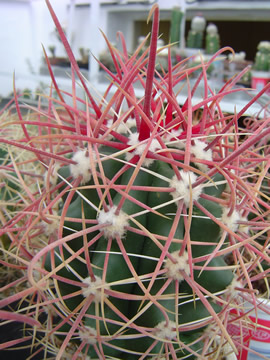 Ferocactus tortulispinus