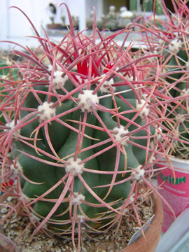 Ferocactus tortulispinus