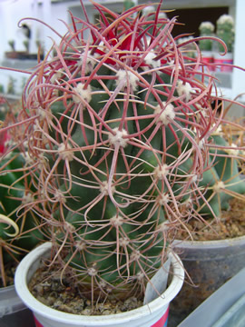 Ferocactus tortulispinus