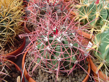 Ferocactus tortulispinus