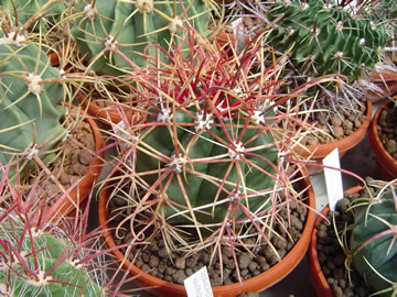 Ferocactus tortulispinus