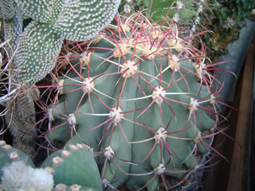 Ferocactus townsednianus