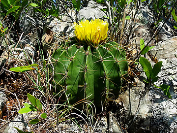 Ferocactus victoriensis Ciudad Victoria-Minas Asbestos, foto ing Pavel Tma