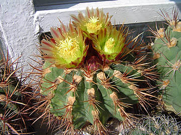 Ferocactus viridescens