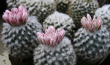 Gymnocactus sauerii