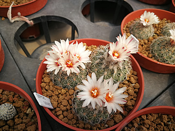 Gymnocactus saueri ve sbrce v n