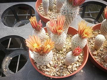 Gymnocactus subterraneus  zaragosae ve sbrce v n