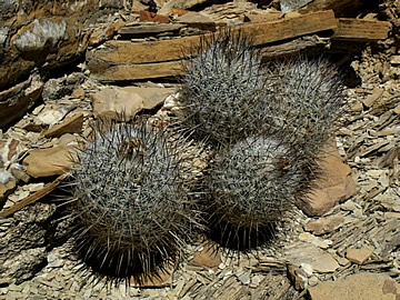 Gymnocactus mandragora Tanque Menchaca, Coah, foto ing Pavel Tma