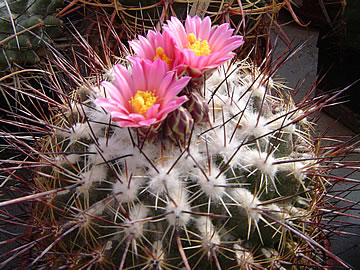 Gymnocactus pseudoviereckii