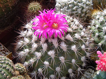 Gymnocactus viereckii