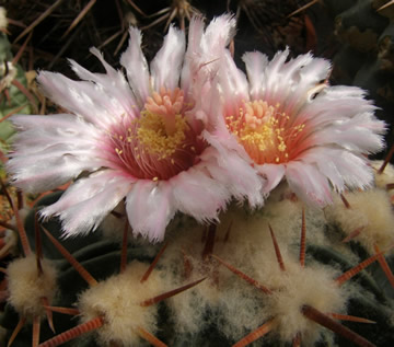 Homalocephala texensis foto Jirka Peat