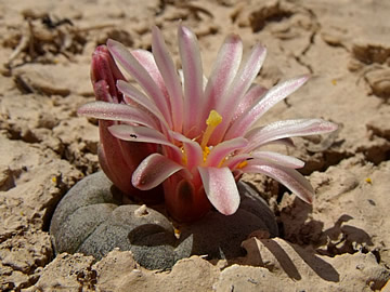 Lophophora alberto-vojtchii, km 24 sev. Vanegas, SLP, foto ing Pavel Tma