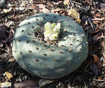 Lophophora diffusa Peamillar, QRO, foto ing Pavel Tma