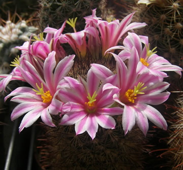 Mammillaria blossfeldiana foto Ji Peat