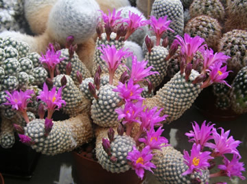 Mammillaria goldii foto Ji Peat