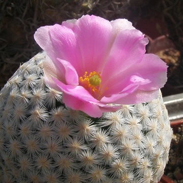 Mammillaria herrerae foto Ji Peat