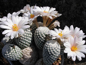 Mammillaria herrerae v albiflora foto ing Jií Pešat