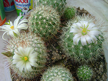 Mammillaria neopalmeri, Baja California