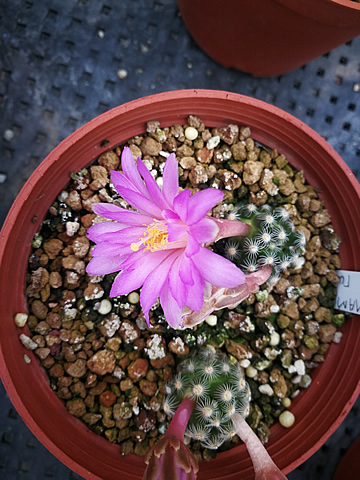 Mammillaria saboae