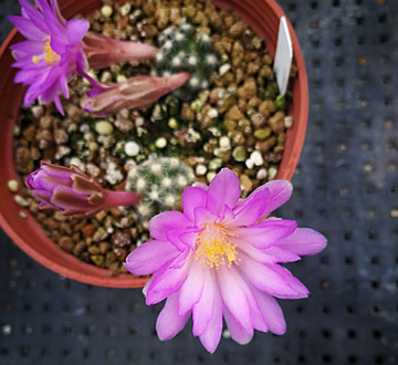 Mammillaria saboae