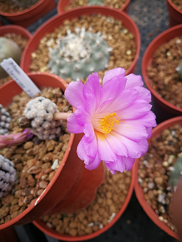 Mammillaria theresae