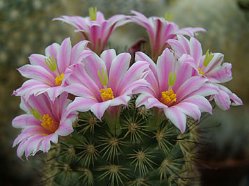 Mammillaria blossfeldiana foto JP