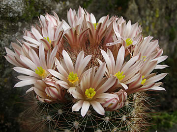 Mammillaria carretii foto JP