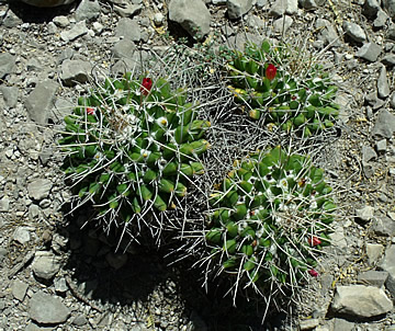 Mammillaria compressa Marmallon TAM, foto ing Pavel Tma